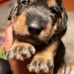 Boy 3 - Dachshund puppy in Mt Laurel, New Jersey from ev-ry dachshund