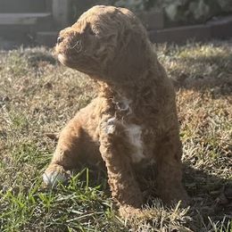 Kate - Buff female Cockapoo puppy in Sheridan, Missouri from Shepherdsfold’s Cockapoos