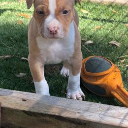 Male A - Red female American Pit Bull Terrier puppy in Pensacola, Florida from Alpha Alliance Kennels