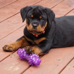 Rottweiler Puppies from Mountain High Kennels