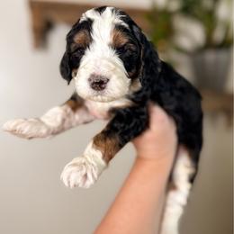 Denali - Tri-color female Bernedoodle puppy in Ammon, Idaho from Little Stone Bernedoodles