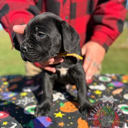 Severus (Yellow Collar) - Black male Cane Corso puppy in Stilwell, Oklahoma from Killing Joke Kennels