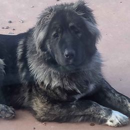 Caucasian Shepherd Dogs from Elane's Caucasian Shepherd Dogs