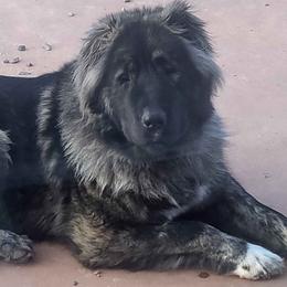 Caucasian Shepherd Dogs from Elane's Caucasian Shepherd Dogs