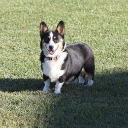 Raven - Pembroke Welsh Corgi
