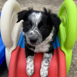 Border Collie Puppies from Roaring River Border Collies