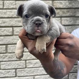 French Bulldog Puppies from Mid Coast Frenchies