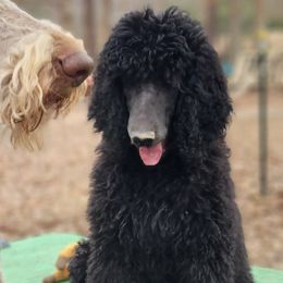 Bertha - Poodle puppy from Sue's Poodles and Doodles