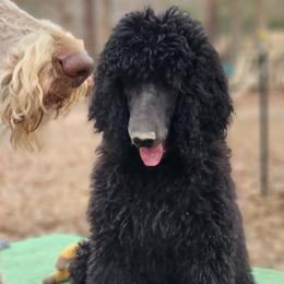 Bertha - Poodle puppy from Sue's Poodles and Doodles