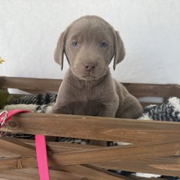 Dark Pink collar - Silver female Dilute Retriever puppy in Teton County, Montana from East Front Labradors & Treasure State Schnauzers