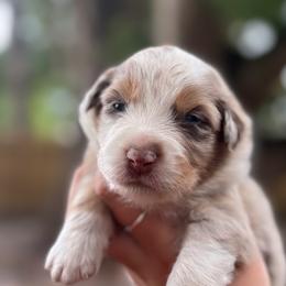 Peaches - Red merle female Australian Shepherd puppy in Orlando, Florida from Skaky Shepherds