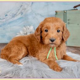 Preston - Red  male Goldendoodle puppy in Connersville, Indiana from Deaz Doodle Ranch