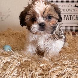 Scout - Gold and white male Shih Tzu puppy in Hibbing, Minnesota from Iron Range Shih Tzu and Puppies