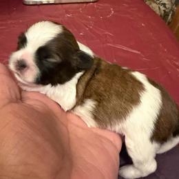 Girl 2 - Brindle and white female Shih Tzu puppy in Victorville, California from RUMBLE n TUMBLE