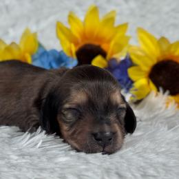 Gloria - Cream female Dachshund puppy in Dothan, Alabama from Little House Pups