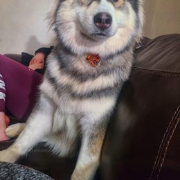 Siberian Husky Puppies from The Land Siberians