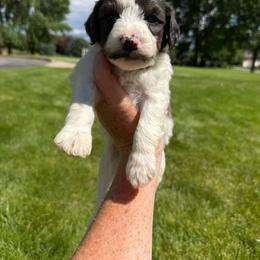 Light Grey - Parti male Springerdoodle puppy in Clifton, Idaho from Little Mountain Springers, Springerdoodles & Poodles