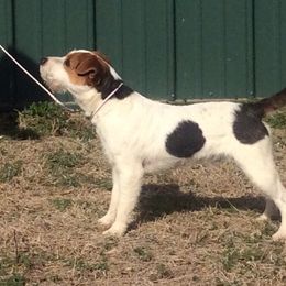 Deben - Jack Russell Terrier