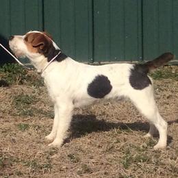 Deben - Jack Russell Terrier