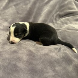 Aspen - Tri-color female Border Collie puppy in Paris, Texas from Broadmoor Farm