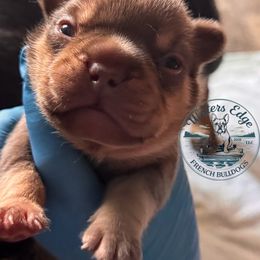 Peanut butter - Liver male French Bulldog puppy in Strunk, Kentucky from Waters Edge French Bulldogs LLC