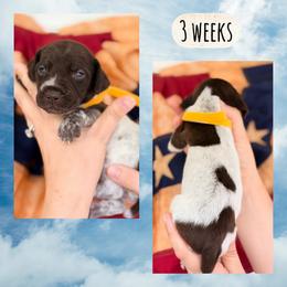 Girl-yellow - White and liver female German Shorthaired Pointer puppy in Macclenny, Florida from Dillon's GSPs