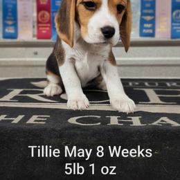 Tillie May - Black tan and white female Beagle puppy in Jerome, Missouri from Beam's Beagles