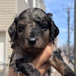 Indigo - Merle female Goldendoodle puppy in Philadelphia, Pennsylvania from Jah’s Retrievers