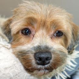 Miss Troll - Havanese