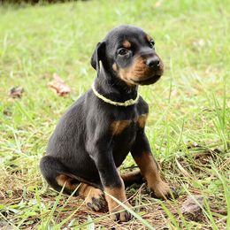 Nox - Black and rust male Doberman Pinscher puppy in Toney, Alabama from Bhon Mhuir Dobermanns