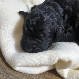Romeo - Black male Bernedoodle puppy in Bellevue, Iowa from Blended Acres & Kennels