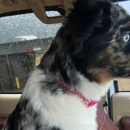 Miniature American Shepherds from Holloway Aussies