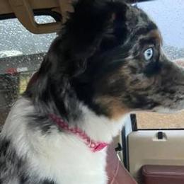 Miniature American Shepherds from Holloway Aussies
