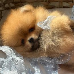 Cotton Tail - Orange male Pomeranian puppy in Sacramento, California from Carousel Poodles & Pomeranians
