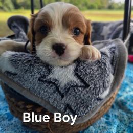 Blue Boy - Blenheim male Cavalier King Charles Spaniel puppy in Forest Lake, Minnesota from Northern Lights Goldens