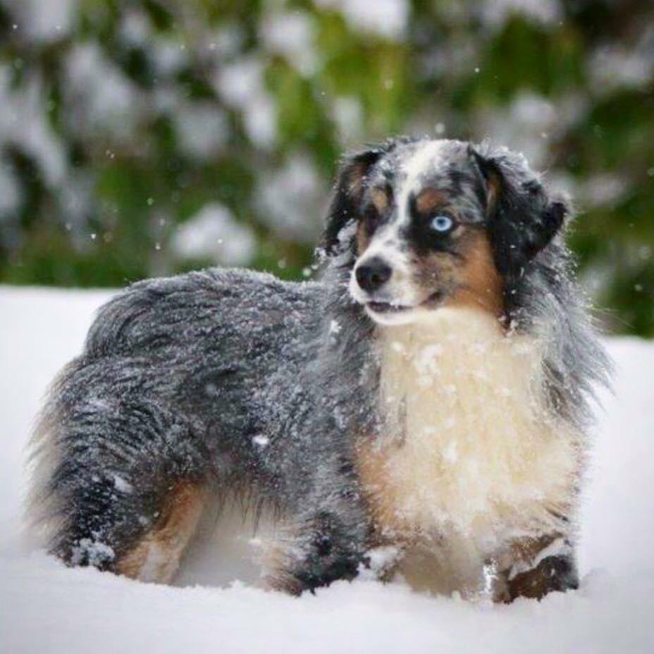 Flying with AKC Mini Aussies in Oklahoma Miniature American Shepherd