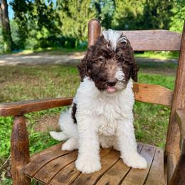 Graham - Parti male Labradoodle puppy in Candler, North Carolina from Maple Bakin’ Doodles