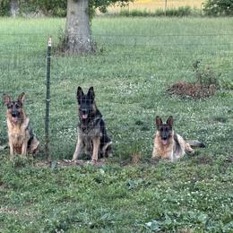 German Shepherds and Yorkshire Terriers from Linda Filipkowski
