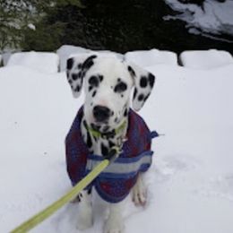 Dalmatians from Dawn Eliot-Johnson's Dalmatians