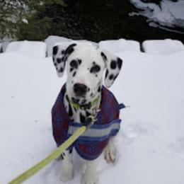 Dalmatians from Dawn Eliot-Johnson's Dalmatians