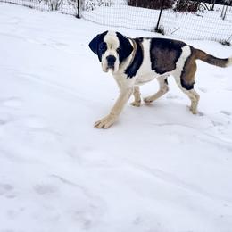 Vincent - Saint Bernard