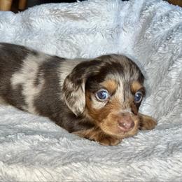 Chocolate Dapple Male 2 - Dapple male Dachshund puppy in Charlotte, Michigan from Blue Diamond Danes