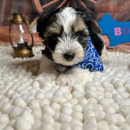 Boy 1(2000) - Black tan and white male Biewer Terrier puppy in Douglas, Georgia from Southern Georgia Yorkies and biewers
