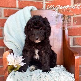 Turquoise - Black and white female Aussiedoodle puppy in Corydon, Indiana from Ridgeline Doodles