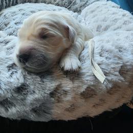 Milky Way - White - Golden female Golden Retriever puppy in Lucasville, Ohio from Halo Kennels