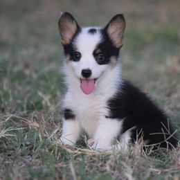 American Corgi, French Bulldog, and Pembroke Welsh Corgi Puppies from Moonstone Corgis & Frenchies