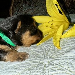 Australian Terrier Puppies from Firewalker Australian Terriers