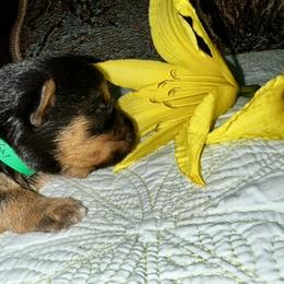 Australian Terrier Puppies from Firewalker Australian Terriers