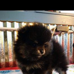 Pomeranian Puppies from Gigi’s Pocket Poms