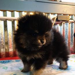 Pomeranian Puppies from Gigi’s Pocket Poms